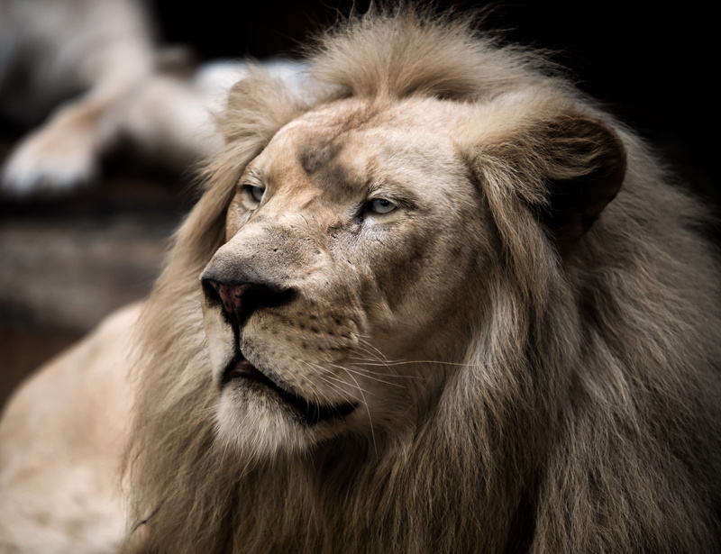 feline, mammal, animal body part, white lion, mane, 4K, carnivora, lion, whisker, nature, animal hair, vertebrate, rarely, animals in the wild, closeup