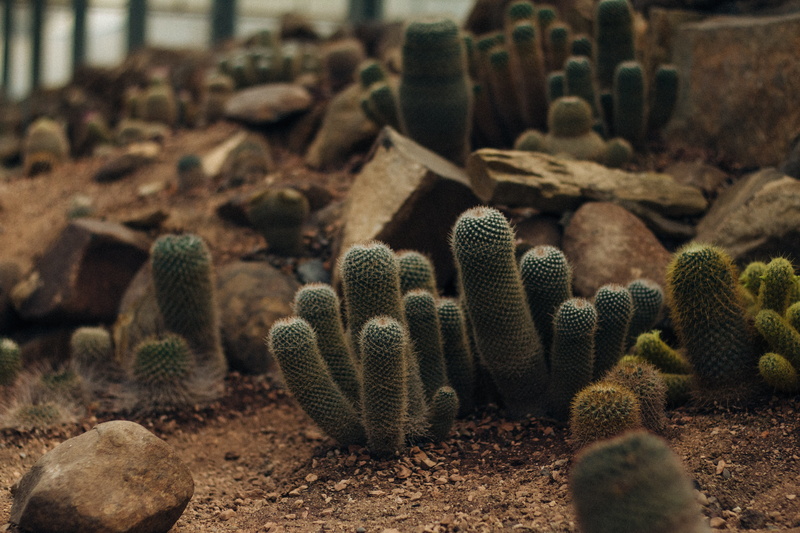 dry, selective focus, succulent plant, wallpapper, thorn, cactus, barrel cactus, focus on foreground, field, natural pattern, no people, land, nature, large group of objects