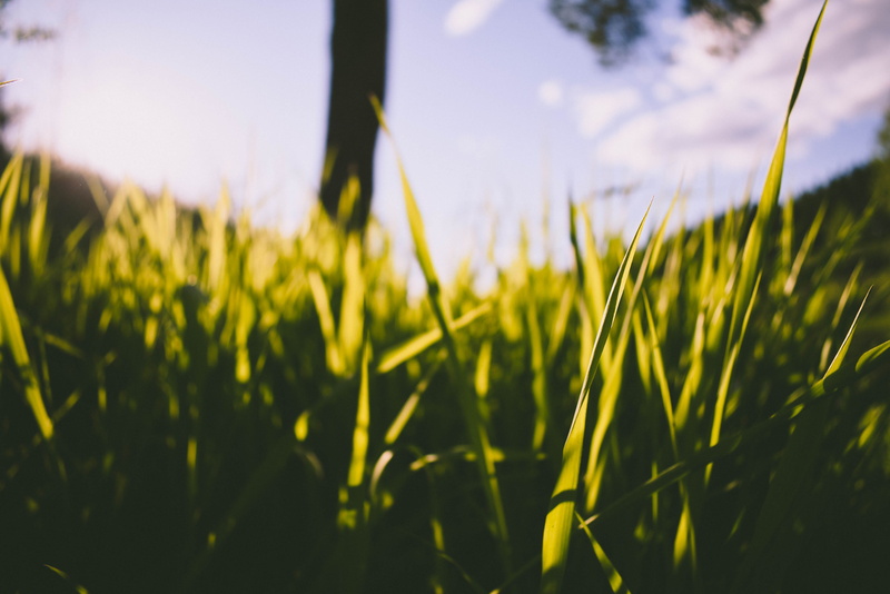 green color, focus on foreground, plant, agriculture, field, rural scene, grass, landscape, clouds, outdoors, day, growth, green, no people, nature, yellow