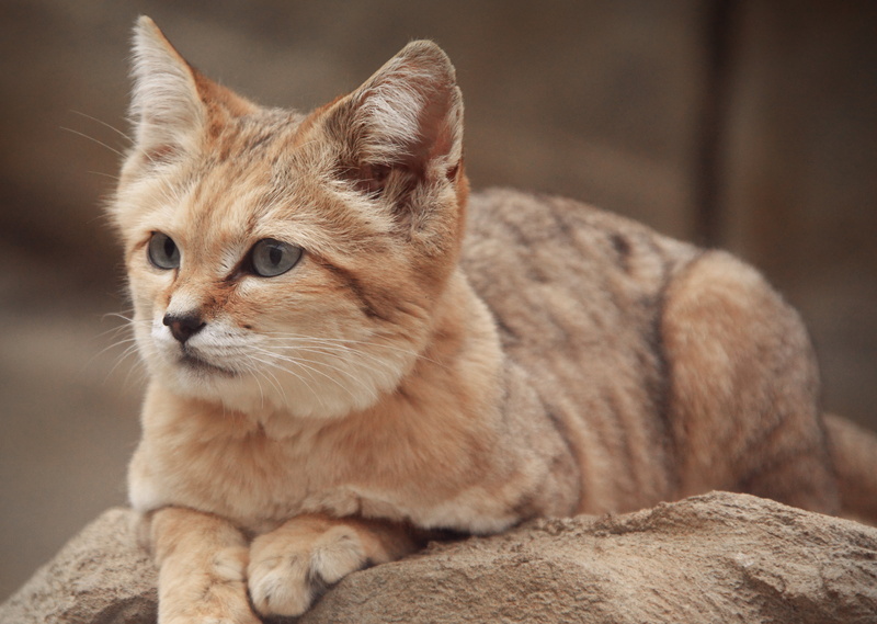 sand, Sand Cat, mammal, feline, kitten, lying, domestic Cat, 4K, stone, fur, looking, cat, pets, daytime, animal, cute, photo, Exmoor Zoo, nature