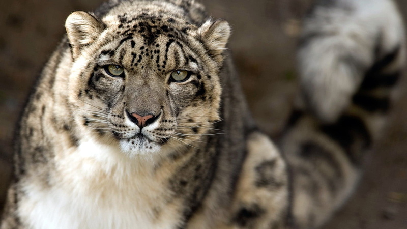 animals, 1080P, focus on foreground, feline, jaguar, portrait, cat, no people, predator, mammal, one animal, whisker, animal wildlife, leopard, vertebrate