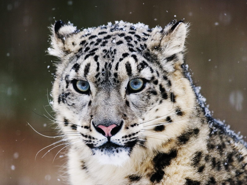 snow, 720P, leopard