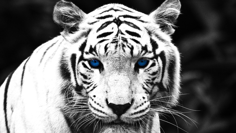 2K, leopard, tiger, lion, white tiger