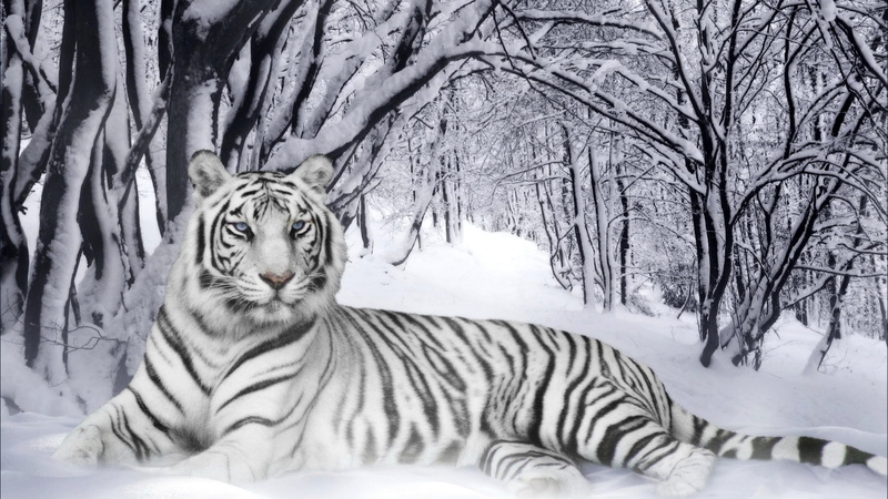 lion, tiger, leopard, 1080P, white tiger