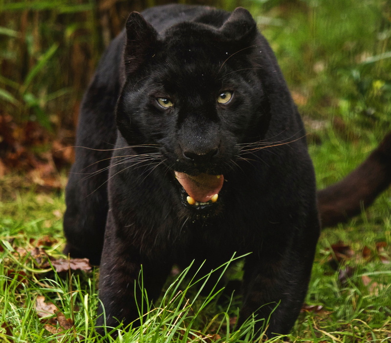 black leopard, black, Animal, big cat, leopard, 1080P