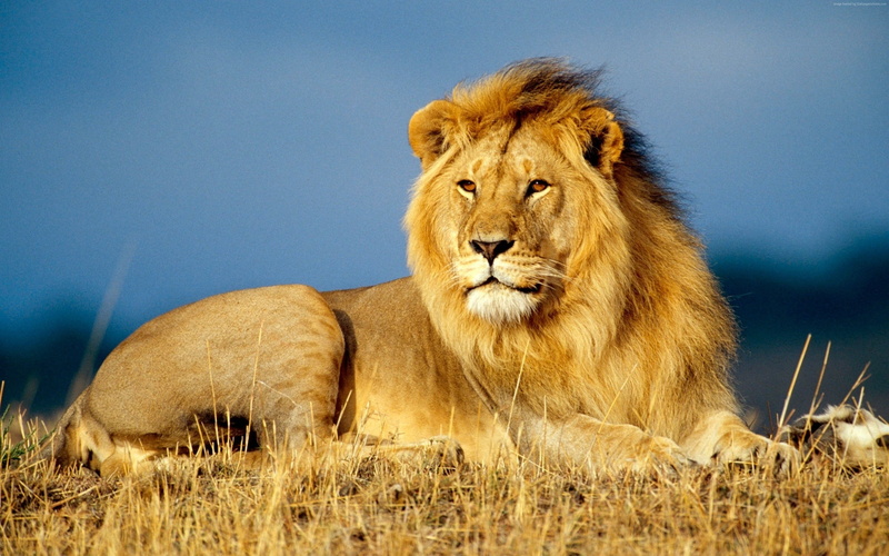 4k, savanna, lion, 4K