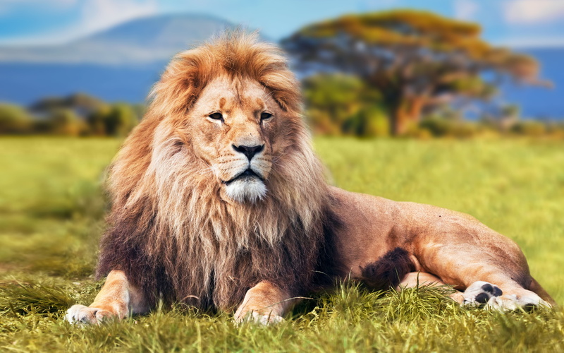 vertebrate, mammal, outdoors, one animal, animals in the wild, hd, plant, savanna, field, lion, pets, 5K, focus on foreground, animal themes