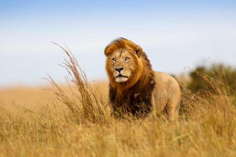 5K, savanna, lion, 5k