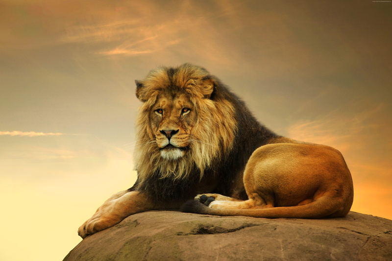 4K, savanna, cute animals, Lion