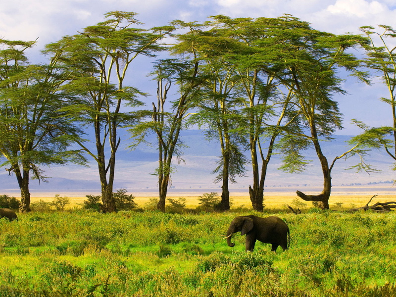 720P, grassland, desert, savanna, sunset, savannah