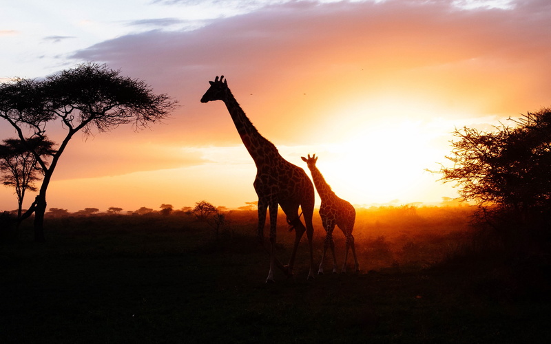 african, vertebrate, animal themes, land, mammal, sunset, giraffe, savanna, silhouette, sky, tree, group of animals, animal, 4K, field, herbivorous, outdoors