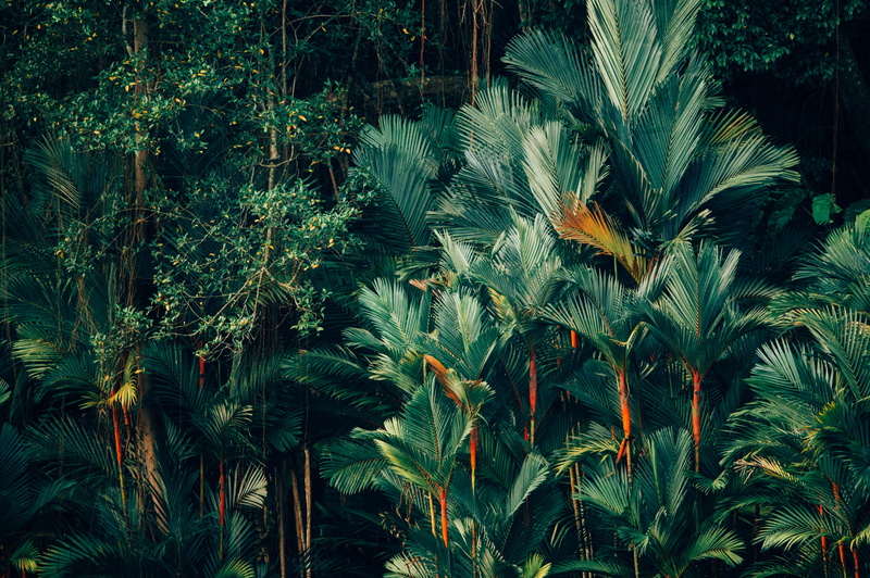 palm tree, 4K, sunny, growth, plants, tree, agriculture, field, sky, body, freshness, tranquility, leafed, no people, land, day, leaf, near, tropical climate