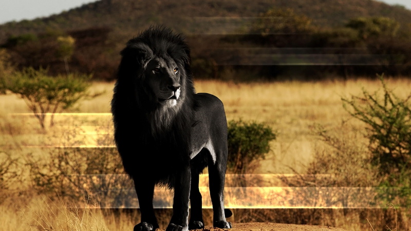 savanna, lion, black lion, digital art, landscape, 4K, bushes