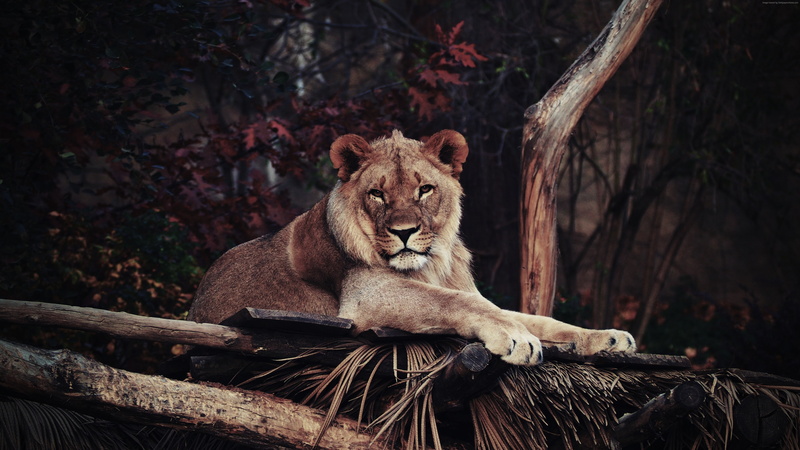 savanna, lion, 5K, 5k