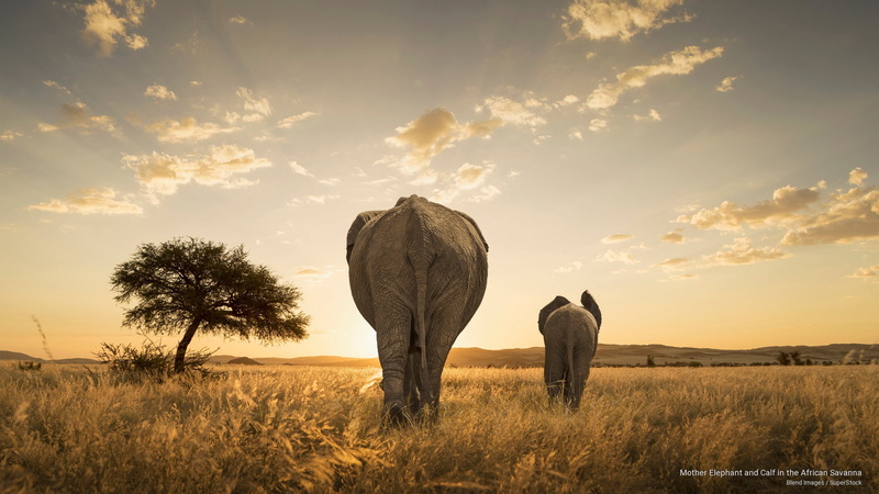 savanna, 2K, african, calf, mother, Animals, elephant