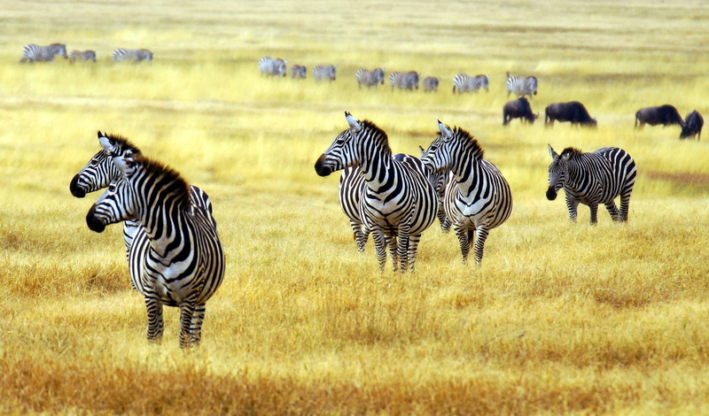 cute animals, savanna, 5K, Zebra