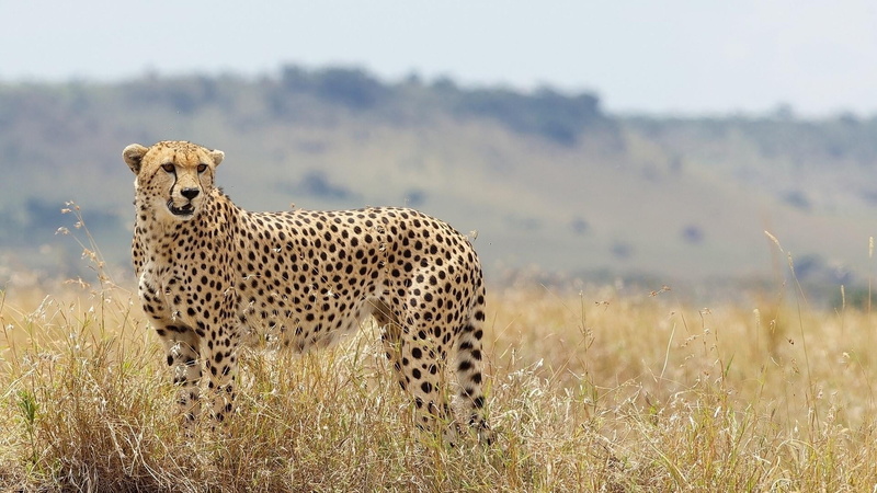 mammal, wild cat, animal wildlife, one animal, vertebrate, wild animal, spotted, big cat, animal themes, feline, undomesticated cat, safari, cat, savanna
