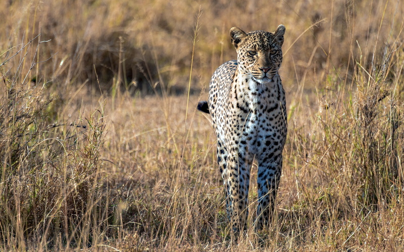 Savanna, Predator, 2K, Big, African, Leopard, Cat