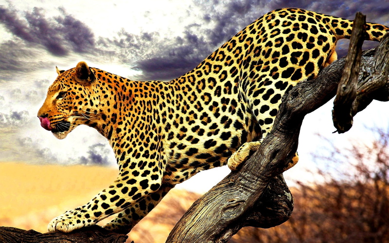 mammals, leopard (animal), animals, 2K, feline, wildlife