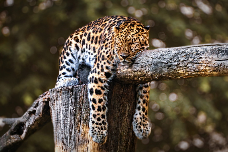 4K, predator (Animal), Wildlife, Big Cat, Leopard, Sleeping, Cats