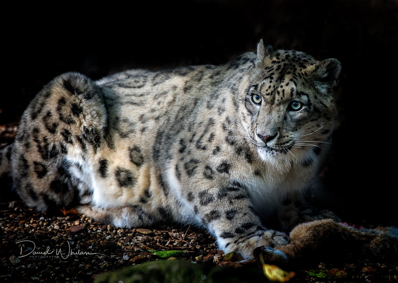big cat, looking away, carnivora, one animal, 2K, animals, looking, night, snow leopards, portrait, animal, vertebrate, black background, land, whisker