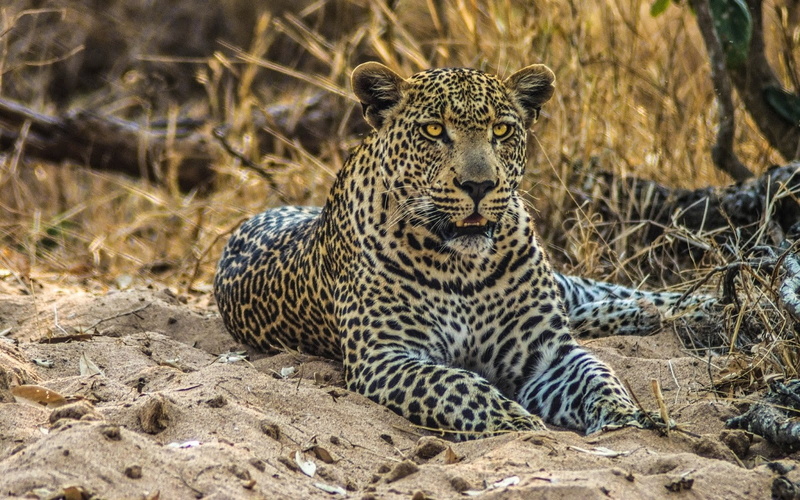 720P, nature, leopard (animal), animals, big cats