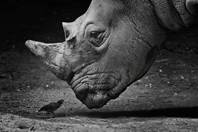 animal body part, Bird, animal themes, no people, Rhino, Wildlife, sunlight, Close-Up, vertebrate, herbivorous, water, animal head, focus on foreground