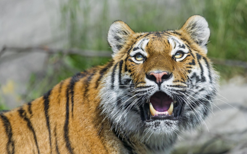 cats, tiger, fangs, cat, face, 2K, wild, predator