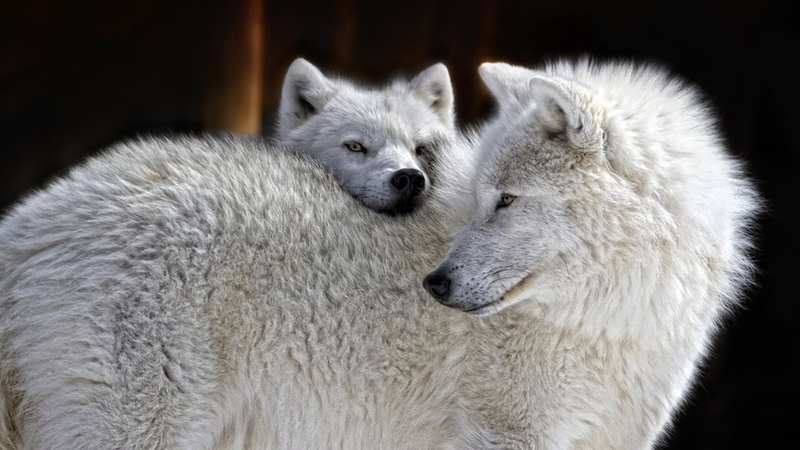 portrait, close-up, animal themes, canis lupus tundrarum, fur, alaskan tundra wolf, animal wildlife, white color, wildlife, animal hair, hair, softness
