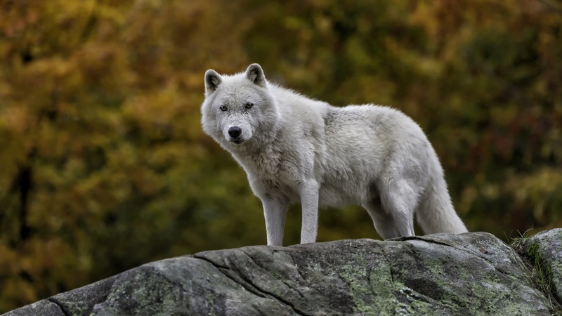 animal themes, rock, one animal, animals in the wild, mammal, wildlife, canis lupus tundrarum, wilderness, land, nature, wolf, animal wildlife, focus on foreground