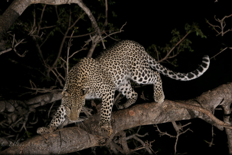 animal themes, leopard, animal, big cat, cat, animal wildlife, vertebrate, carnivora, one animal, mammal, feline, animals in the wild, branch, nature, mammals