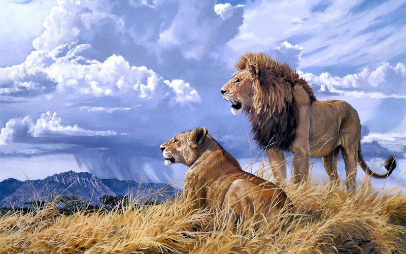 rain, couple, cats, painting, predator, wildlife, landscape, clouds, animals, nature, sky, art, lion, 1080P, love, africa, grass, photos, weather