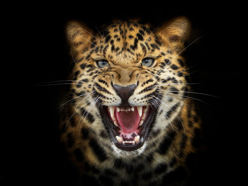 background, wild, 1080P, Image, Cat, Leopard