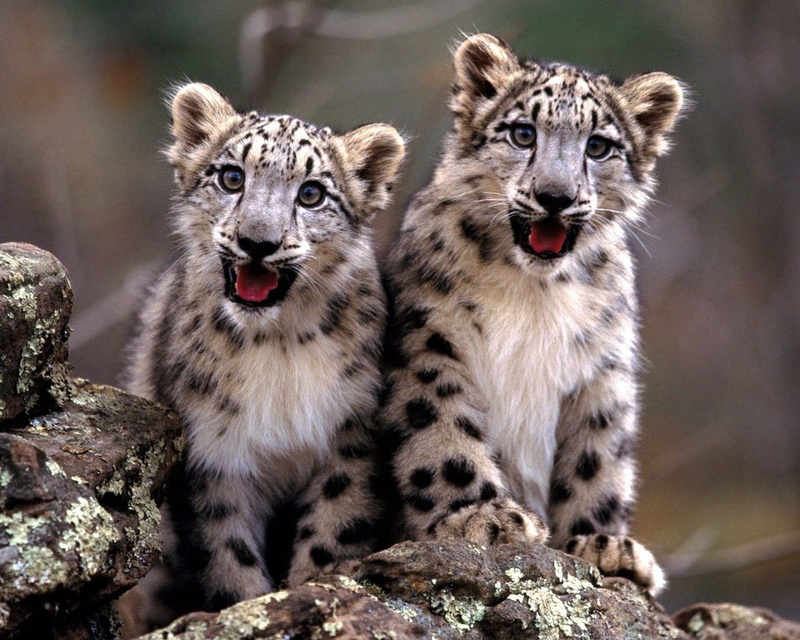 animals, snow leopards, leopard (animal), 720P, baby animals