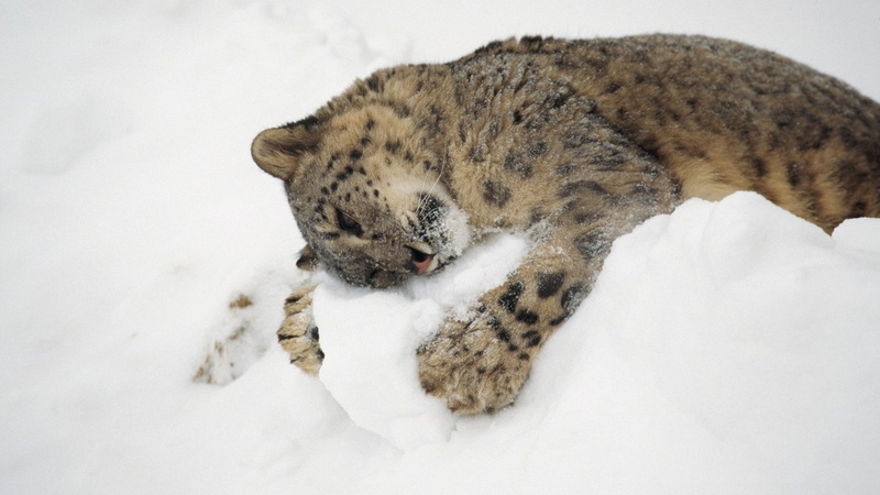 sleeping, pets, relaxation, snow leopards, big cat, animal themes, one animal, hugging, lying down, animal wildlife, animals, domestic animals, animal
