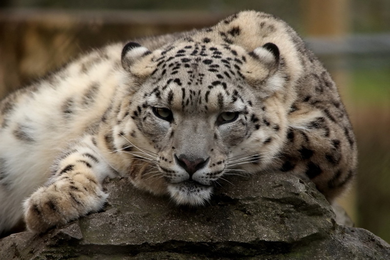 1080P, snow, rest, leopard, face, eyes, snow leopard, predator eyes