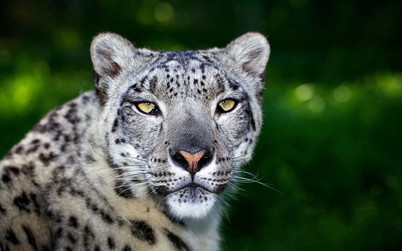 Big, Predator, Cat, snow, 1080P, Bokeh, Face, Leopard