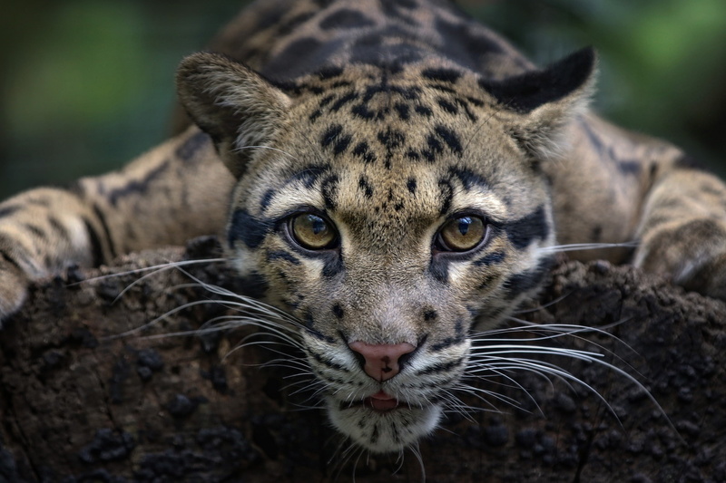 look, wild cat, Clouded leopard, 1080P, face