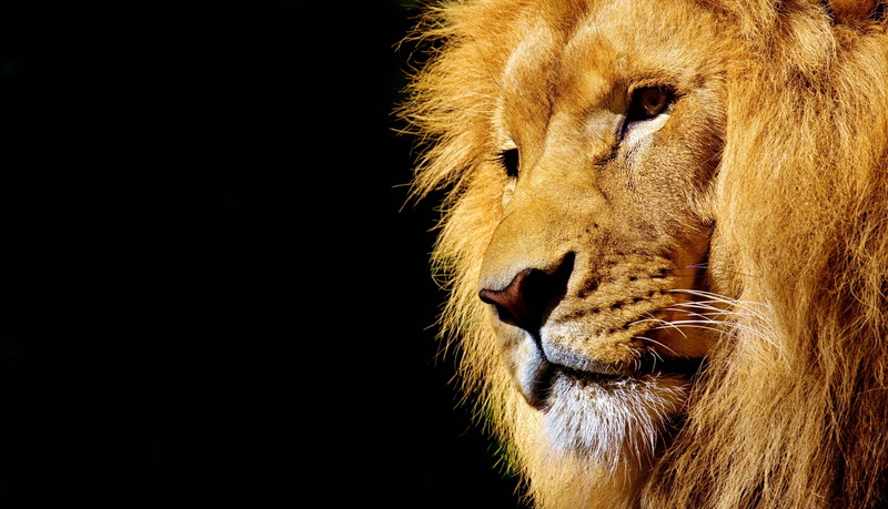 wild, africa, animal, wildcat, dangerous, 2K, lion