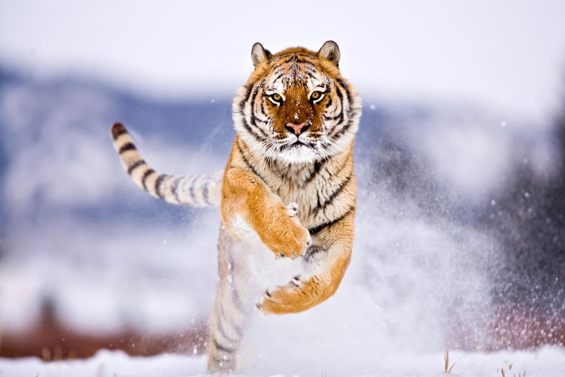 undomesticated Cat, siberia, portrait, winter, zoo, motion, siberian Tiger, large, snow, looking at camera, prowling, animal Head, wildlife, nature, animal wildlife