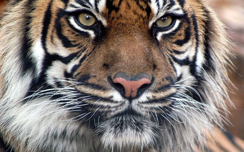 safari Animals, staring, feline, eyes, carnivore, big Cat, tiger, vertebrate, tropical Rainforest, striped, photo, animals In The Wild, head, one animal