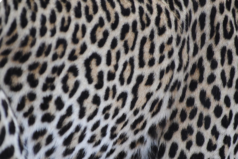 full frame, Leopard, 1080P, mammal, Cat, spotted, no people, head drawing, Fur, animal wildlife, animal head, animal markings, one animal, animal themes