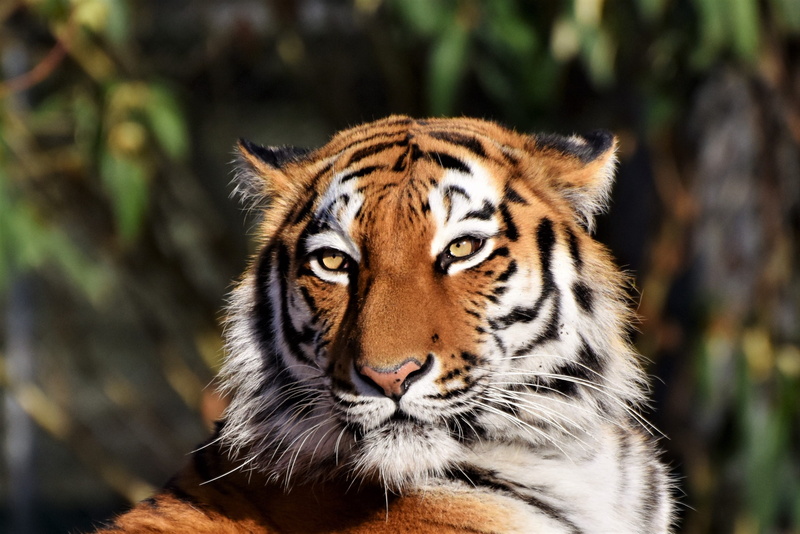 big cat, outdoors, whisker, feline, striped, dangerous, animal eye, animal, animal head, focus, siberian tiger, portrait, cat, animal wildlife, close-up
