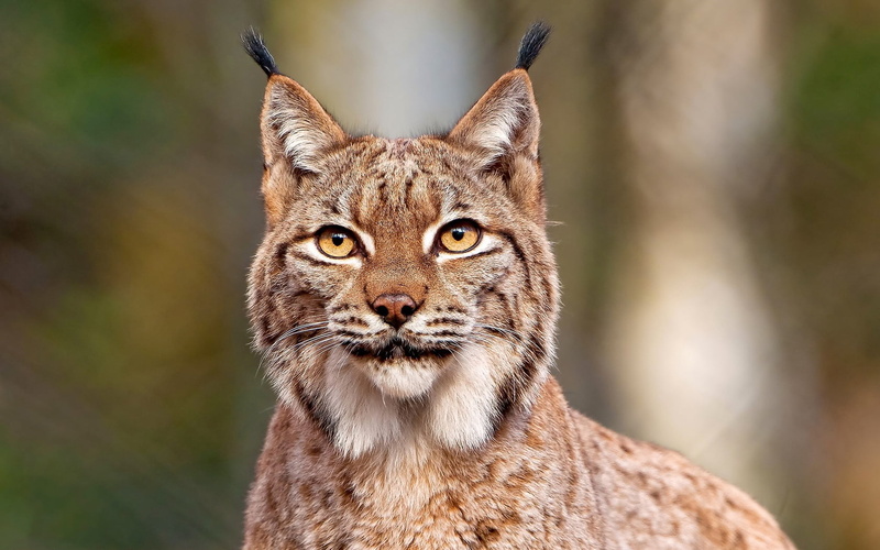 no People, wildlife, brown, looking, cat, whisker, outdoors, animals Hunting, undomesticated Cat, carnivora, animals In The Wild, 720P, forest, wilderness Area