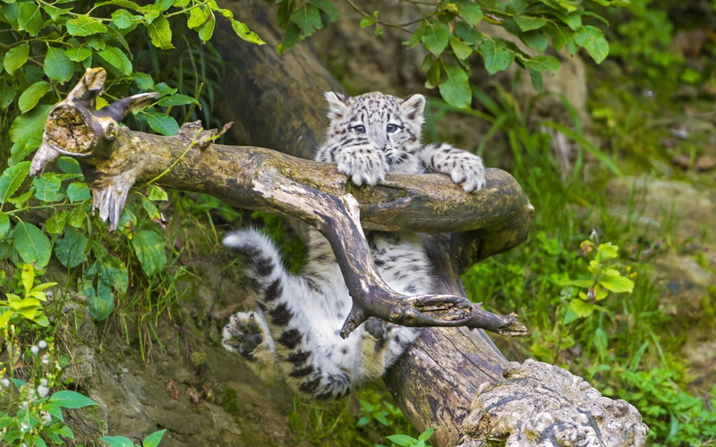 branch, beauty In Nature, plant, plant part, leaf, staring, leopard, africa, snow leopard, large, wildcat - Animal, portrait, danger, forest, animal wildlife