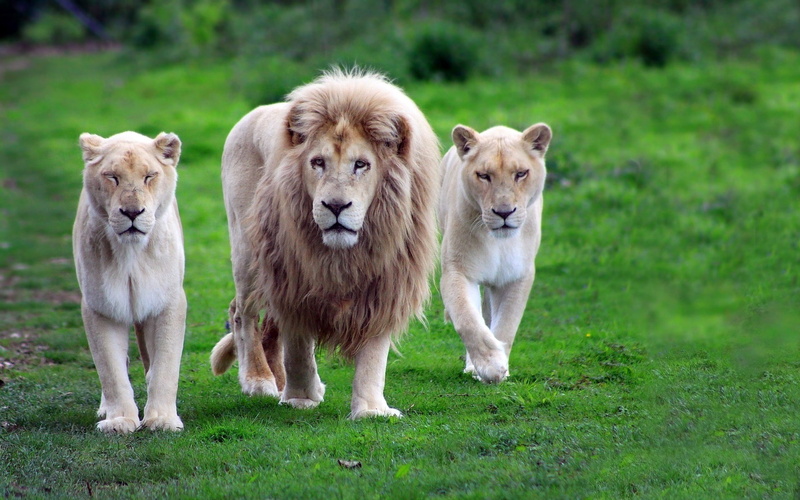 animals, 1080P, white, wildcat, nature, lions, africa
