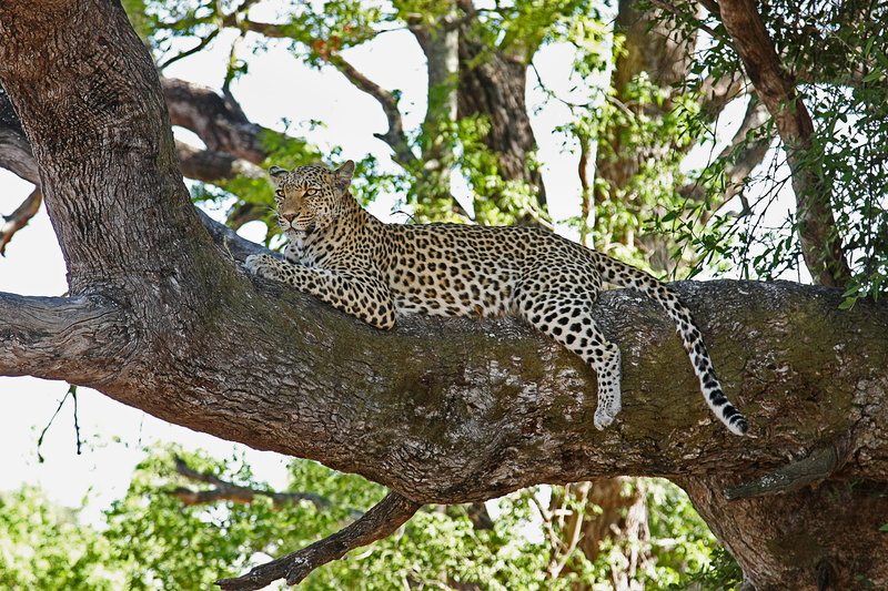 animals in the wild, daytime, undomesticated cat, no people, safari, feline, leopard, carnivora, animal wildlife, tree, sitting, one animal, national park
