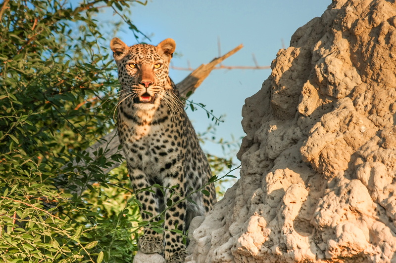 rock - object, feline, safari, near, no people, solid, carnivora, leopard, daytime, nature, cat, animal markings, mammal, day, animal themes, focus on foreground