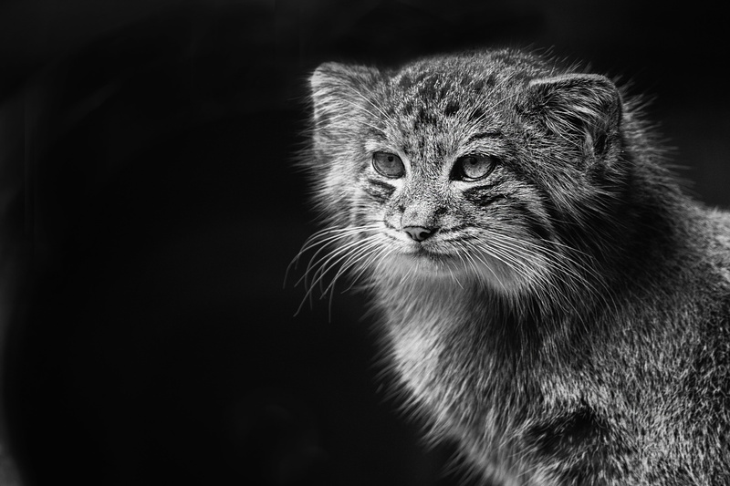 grey, fauna, vertebrate, wild cat, animal eye, animals in the wild, wildcat, animal wildlife, zoo, animals, wild, eyes, one animal, eye, nature, animal