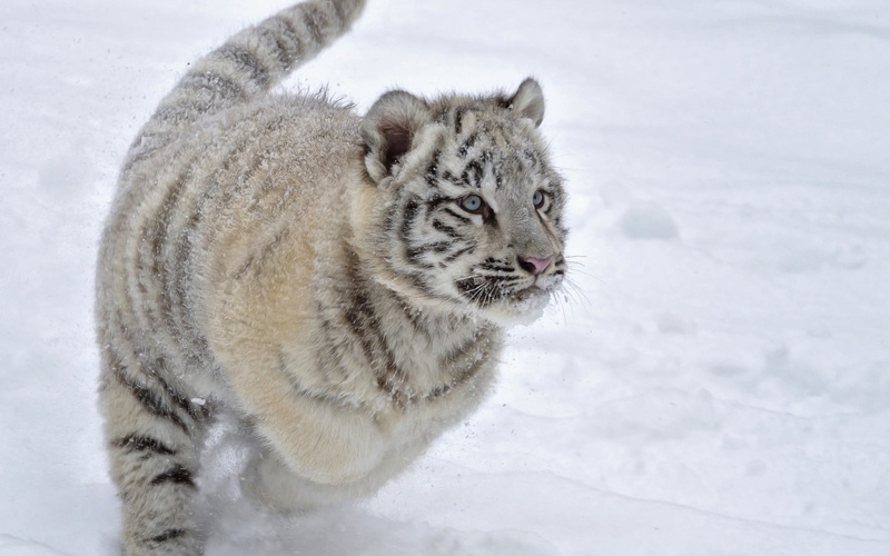 cold temperature, vertebrate, outdoors, 1080P, nature, snow, animal themes, white color, brown, animal wildlife, wildcat - Animal, day, cute, animals And Pets